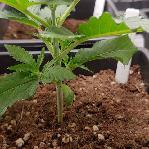 OG Kush growlog timeline photo
