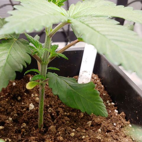 Special Queen #1 growlog timeline photo