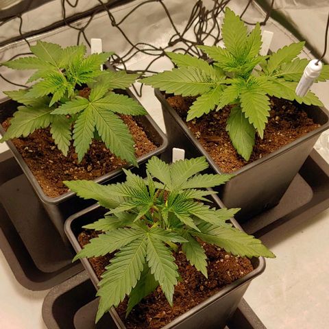 OG Kush growlog timeline photo