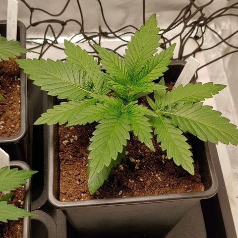 Northern Lights growlog timeline photo
