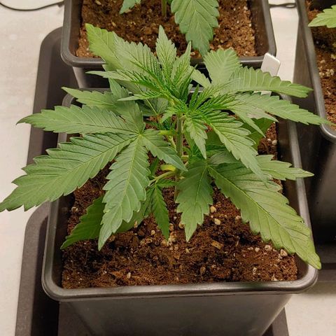 OG Kush growlog timeline photo