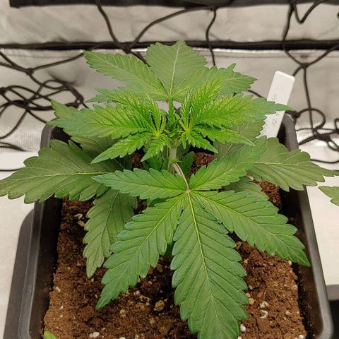 Special Queen #1 growlog timeline photo