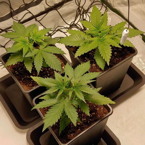 OG Kush growlog timeline photo