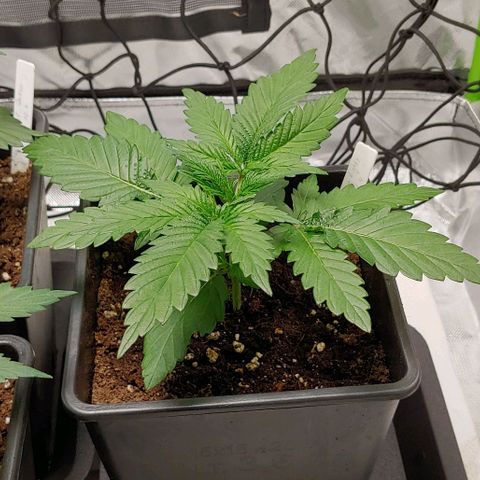 Northern Lights growlog timeline photo