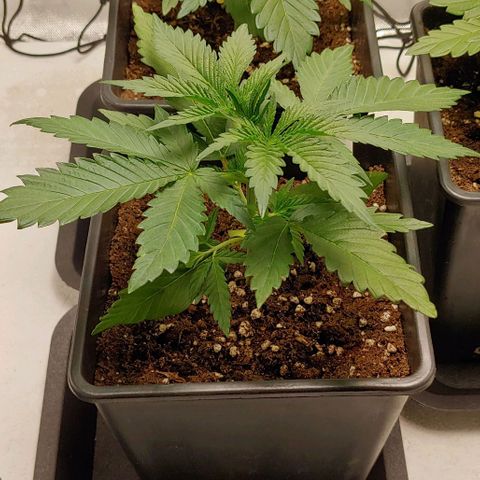 OG Kush growlog timeline photo