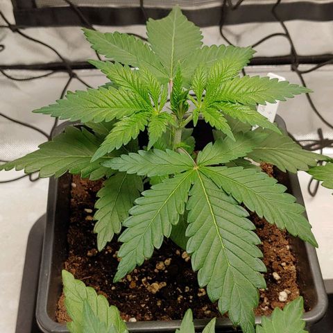 Special Queen #1 growlog timeline photo