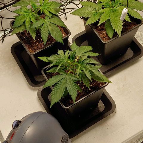 OG Kush growlog timeline photo