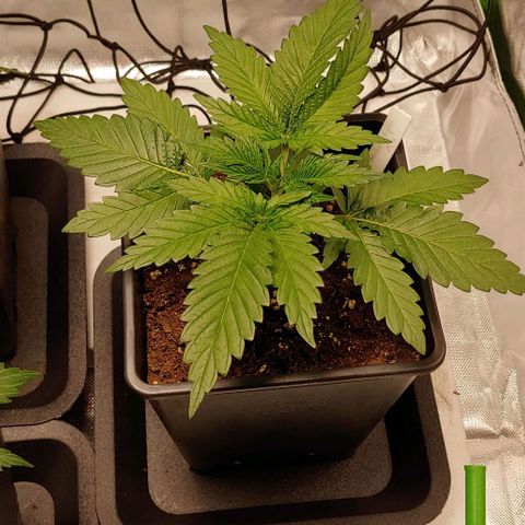 Northern Lights growlog timeline photo