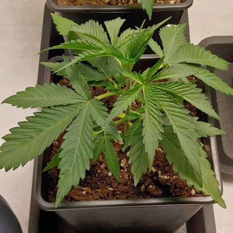 OG Kush growlog timeline photo