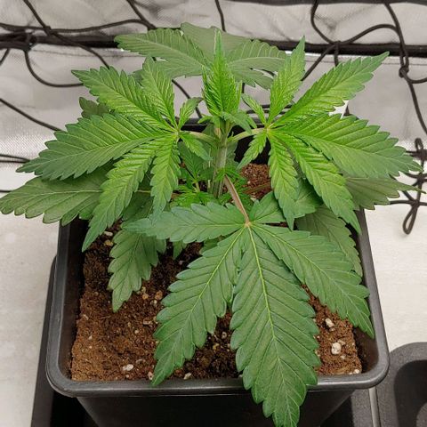 Special Queen #1 growlog timeline photo