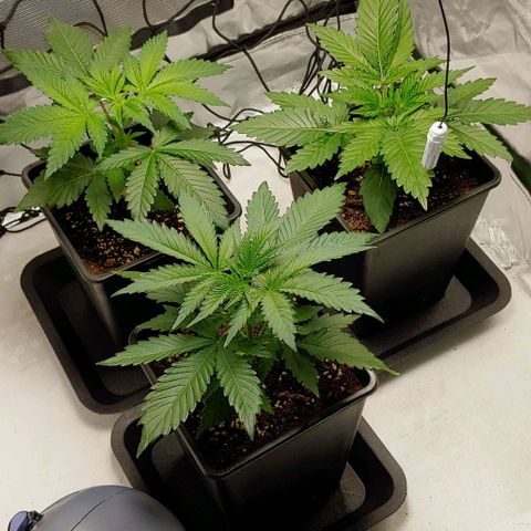 OG Kush growlog timeline photo
