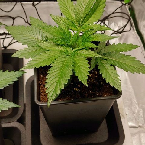 Northern Lights growlog timeline photo