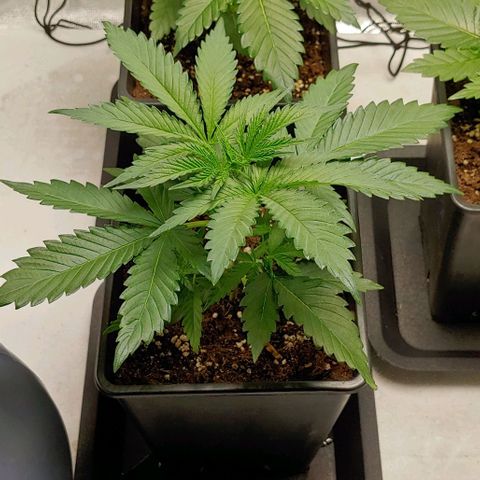OG Kush growlog timeline photo