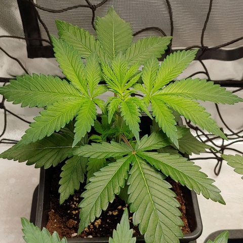 Special Queen #1 growlog timeline photo