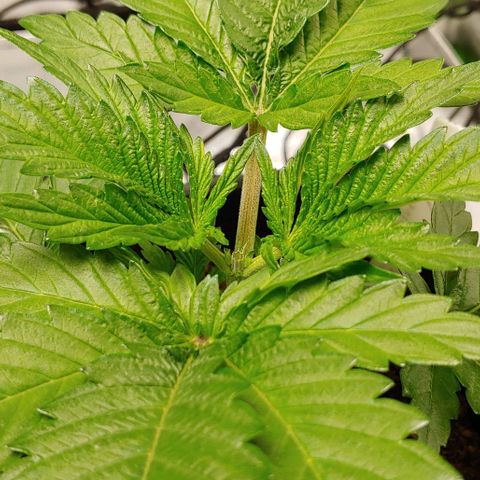 Northern Lights growlog timeline photo