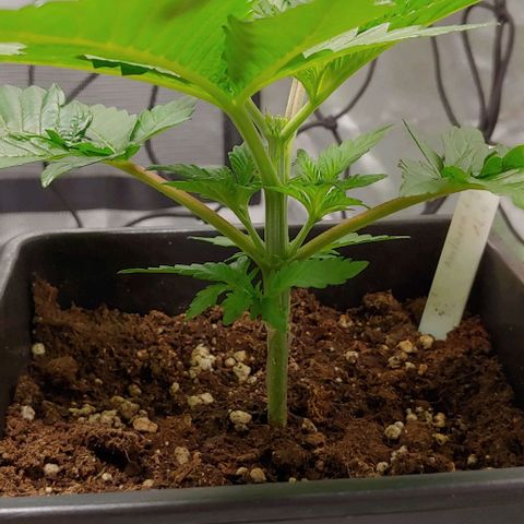 Northern Lights growlog timeline photo