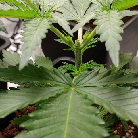 OG Kush growlog timeline photo