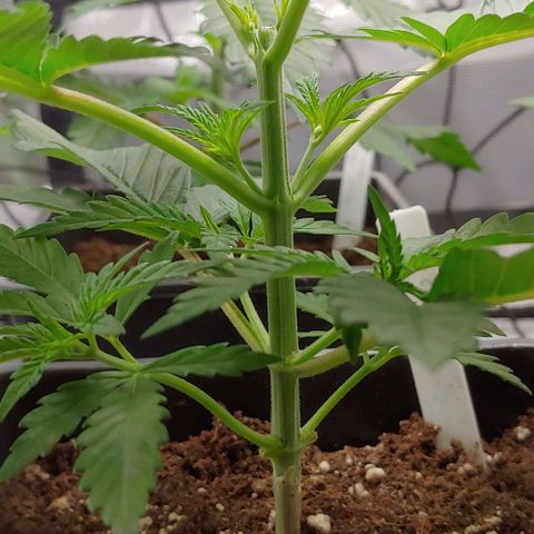 OG Kush growlog timeline photo