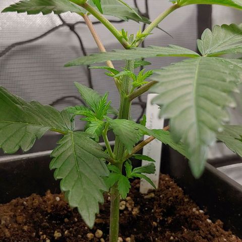 Special Queen #1 growlog timeline photo