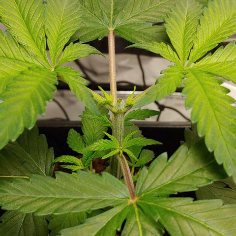 Special Queen #1 growlog timeline photo
