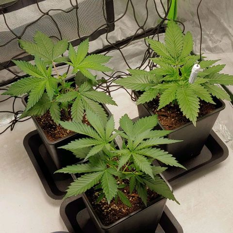 OG Kush growlog timeline photo