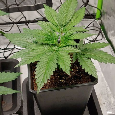 Northern Lights growlog timeline photo