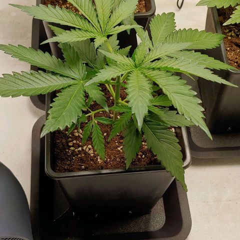 OG Kush growlog timeline photo