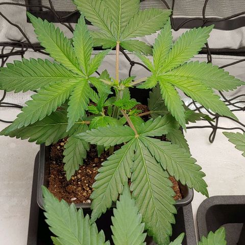 Special Queen #1 growlog timeline photo