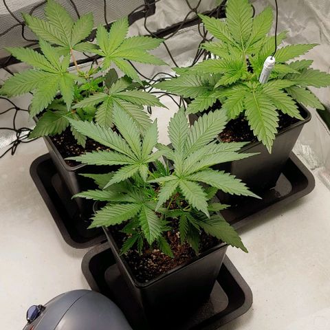 OG Kush growlog timeline photo