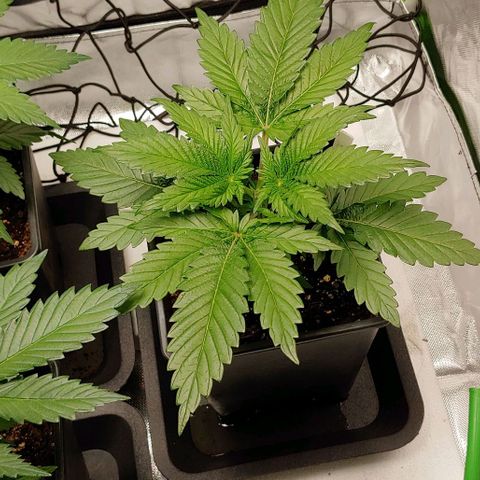 Northern Lights growlog timeline photo