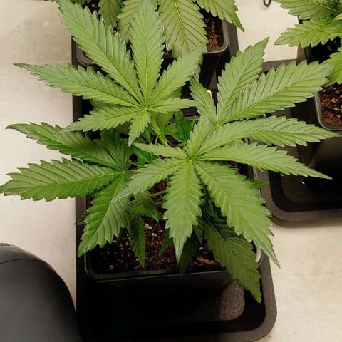 OG Kush growlog timeline photo