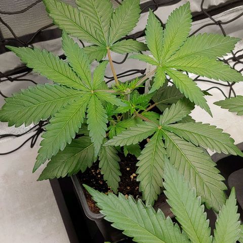Special Queen #1 growlog timeline photo