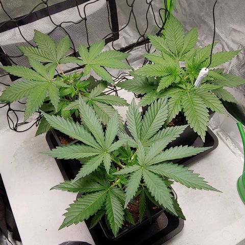 OG Kush growlog timeline photo