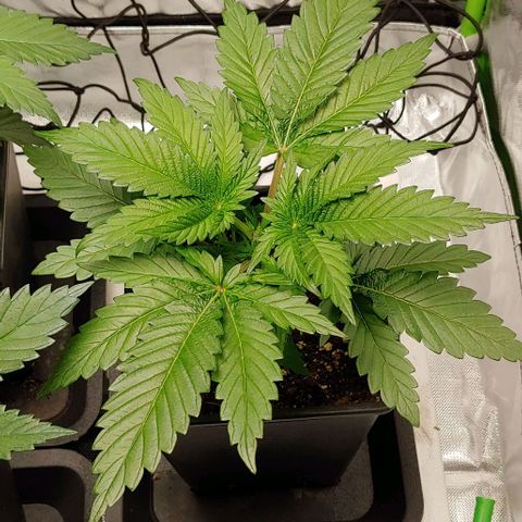 Northern Lights growlog timeline photo