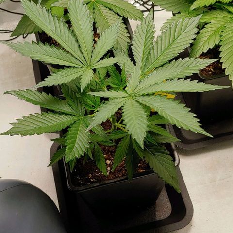 OG Kush growlog timeline photo