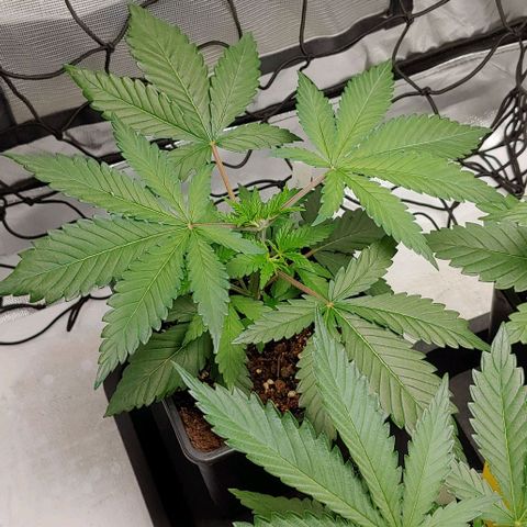 Special Queen #1 growlog timeline photo