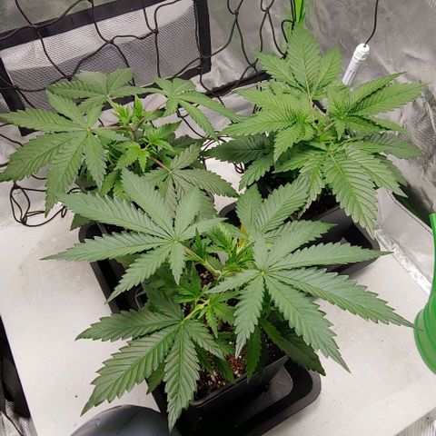 OG Kush growlog timeline photo
