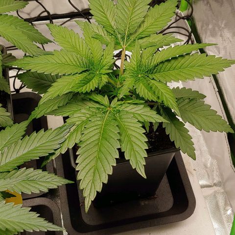 Northern Lights growlog timeline photo