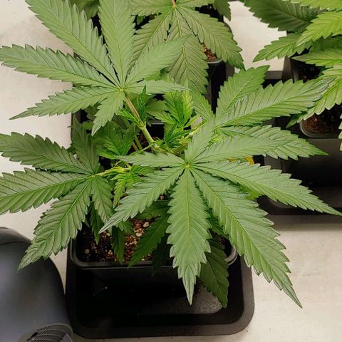 OG Kush growlog timeline photo