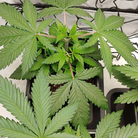 Special Queen #1 growlog timeline photo