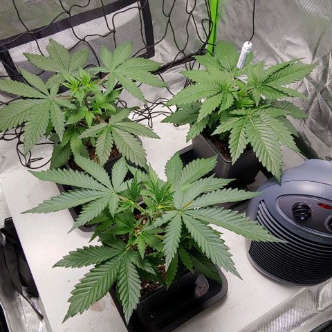 OG Kush growlog timeline photo