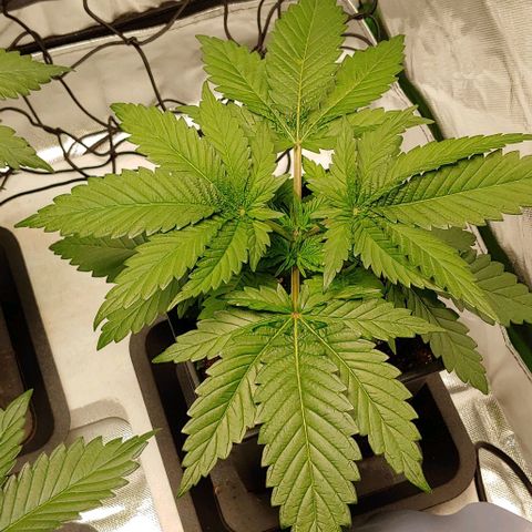 Northern Lights growlog timeline photo
