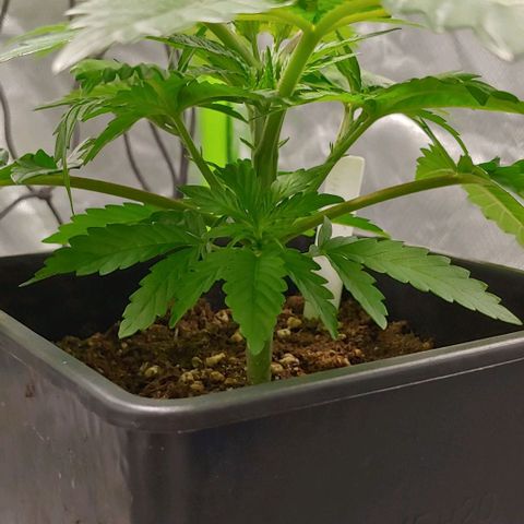 Northern Lights growlog timeline photo