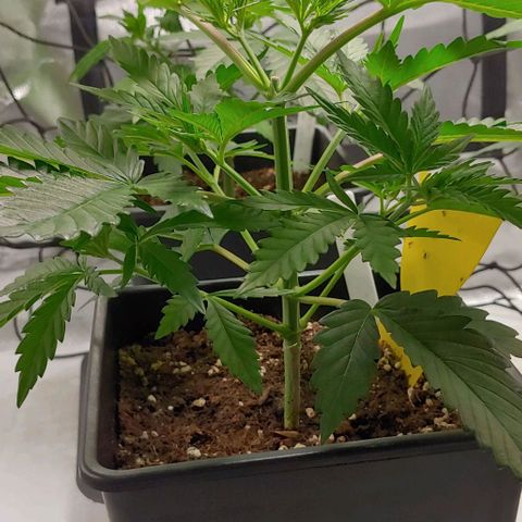 OG Kush growlog timeline photo
