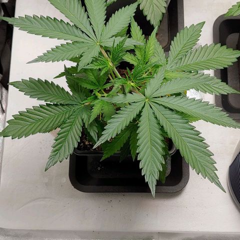 OG Kush growlog timeline photo