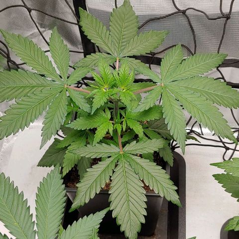 Special Queen #1 growlog timeline photo