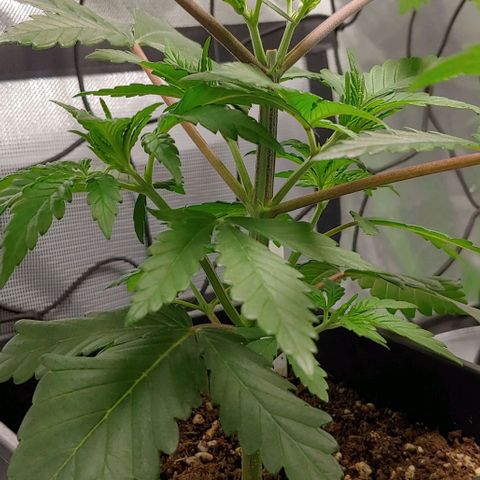 Special Queen #1 growlog timeline photo