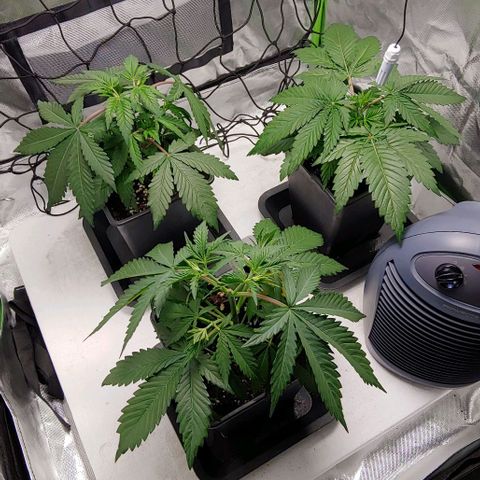 OG Kush growlog timeline photo