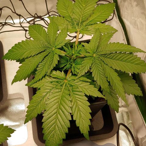 Northern Lights growlog timeline photo