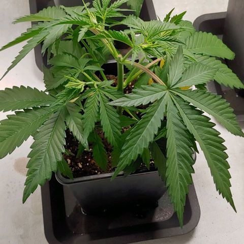 OG Kush growlog timeline photo